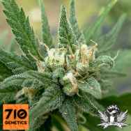 710 Genetics Seeds White Candy AKA Sweet Tooth